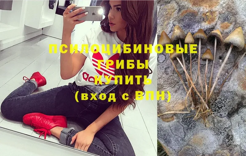 Галлюциногенные грибы Psilocybe  OMG ССЫЛКА  Богданович 